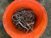 1 Bucket of Horse Bits